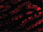 PIST Polyclonal Antibody