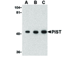 PIST Antibody in Western Blot (WB)