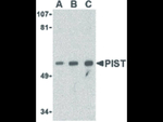PIST Antibody in Western Blot (WB)