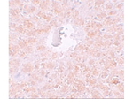 PIWI-L1 Antibody in Immunohistochemistry (Paraffin) (IHC (P))