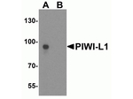 PIWI-L1 Antibody in Western Blot (WB)