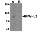 PIWI-L3 Antibody in Western Blot (WB)