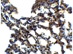 PKR Antibody in Immunohistochemistry (Paraffin) (IHC (P))