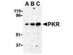 PKR Antibody in Western Blot (WB)