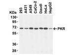 PKR Antibody in Western Blot (WB)