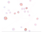 PLAC1 Polyclonal Antibody