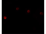PLAC1 Antibody in Immunocytochemistry (ICC/IF)