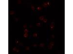 PLAC2 Antibody in Immunocytochemistry (ICC/IF)