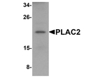 PLAC2 Antibody in Western Blot (WB)