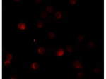PLAC3 Antibody in Immunocytochemistry (ICC/IF)