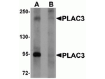 PLAC3 Antibody in Western Blot (WB)