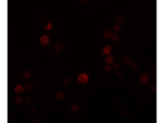 PLAC4 Antibody in Immunocytochemistry (ICC/IF)