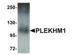 PLEKHM1 Antibody in Western Blot (WB)