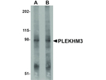 PLEKHM3 Antibody in Western Blot (WB)