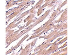POFUT1 Antibody in Immunohistochemistry (Paraffin) (IHC (P))