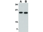 POFUT1 Antibody in Western Blot (WB)