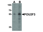 POU2F3 Antibody in Western Blot (WB)