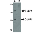 POU5F1 Antibody in Western Blot (WB)