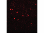 PPAPDC1A Polyclonal Antibody