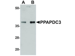 PPAPDC3 Antibody in Western Blot (WB)