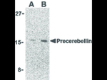 Precerebellin Antibody in Western Blot (WB)
