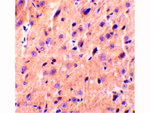 Precerebellin Polyclonal Antibody