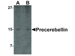 Precerebellin Antibody in Western Blot (WB)