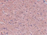 Prosapip1 Antibody in Immunohistochemistry (Paraffin) (IHC (P))