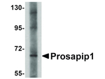 Prosapip1 Antibody in Western Blot (WB)