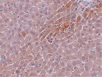 Prosapip2 Antibody in Immunohistochemistry (Paraffin) (IHC (P))
