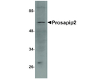 Prosapip2 Antibody in Western Blot (WB)