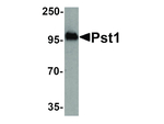 PST1 Polyclonal Antibody