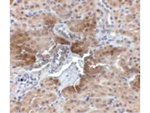 PTER Polyclonal Antibody