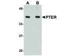 PTER Antibody in Western Blot (WB)