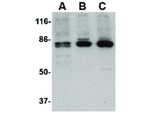 PTK7 Antibody in Western Blot (WB)