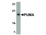 PUMA Antibody in Western Blot (WB)