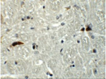 RABEX5 Antibody in Immunohistochemistry (Paraffin) (IHC (P))
