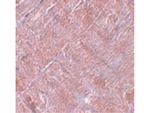 RANBP10 Antibody in Immunohistochemistry (Paraffin) (IHC (P))