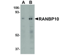 RANBP10 Antibody in Western Blot (WB)