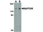 Raptor Antibody in Western Blot (WB)