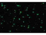 Raptor Antibody in Immunocytochemistry (ICC/IF)