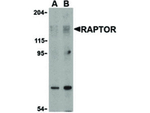 Raptor Antibody in Western Blot (WB)