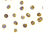 Raptor Antibody in Immunocytochemistry (ICC/IF)