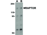 Raptor Antibody in Western Blot (WB)