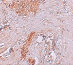 RBM35A Antibody in Immunohistochemistry (Paraffin) (IHC (P))