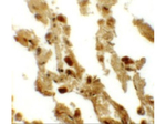 RBM35B Antibody in Immunohistochemistry (Paraffin) (IHC (P))