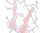 REEP2 Antibody in Immunohistochemistry (Paraffin) (IHC (P))