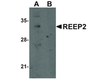 REEP2 Antibody in Western Blot (WB)