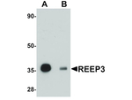 REEP3 Antibody in Western Blot (WB)