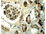 REQUIEM Antibody in Immunohistochemistry (Paraffin) (IHC (P))